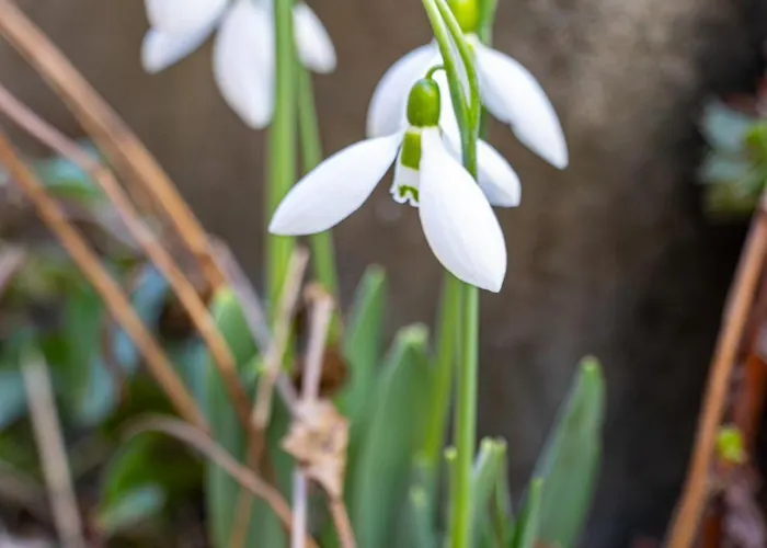 ゲストハウス Navial